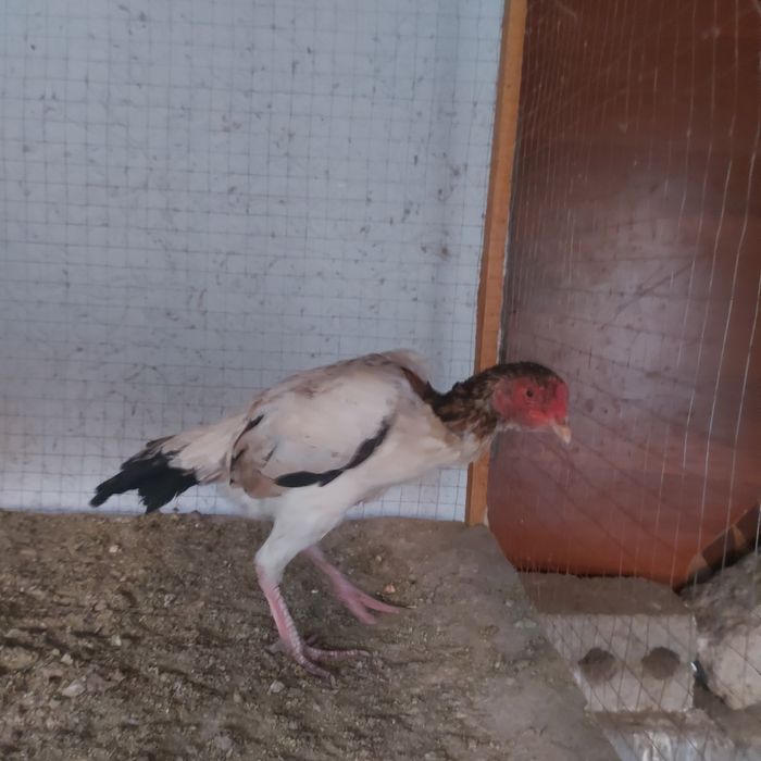 Шамо микс 2год крупный несутся