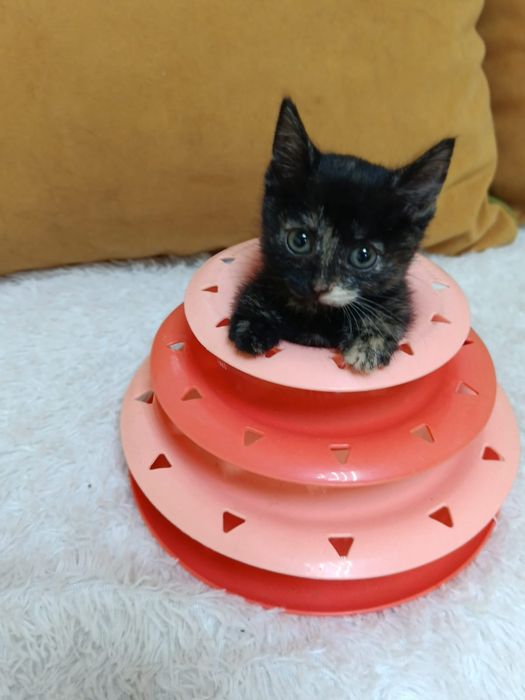 Котёнок девочка в добрые ручки