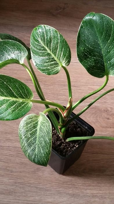 Филодендрон  Биркин