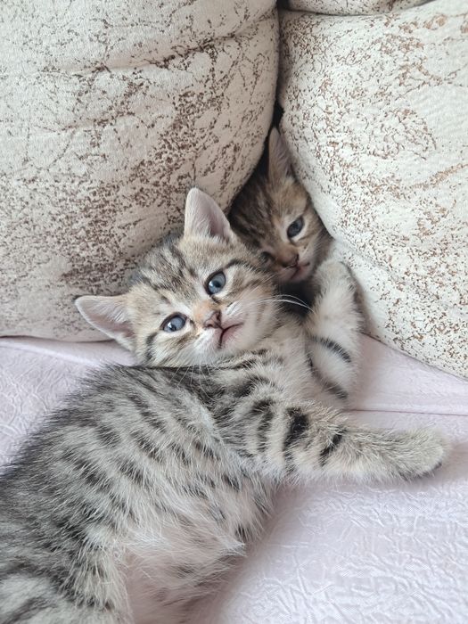 Котята девочки тигровый окрас 3 тыс цена