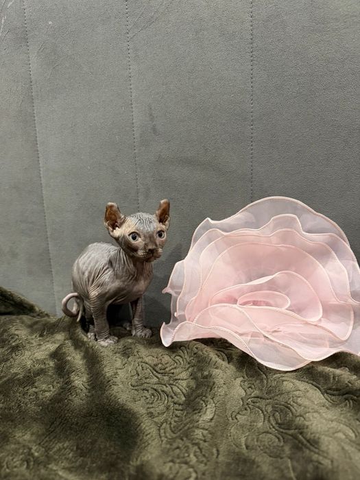 Очаровательные сфинксы