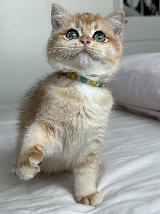 Fetita superba british shorthair golden chinchilla. Pedigree WCF