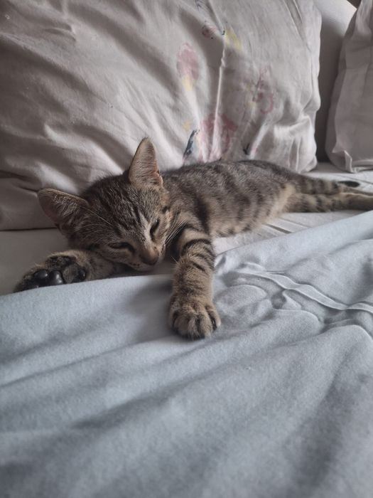 Котета подарявам