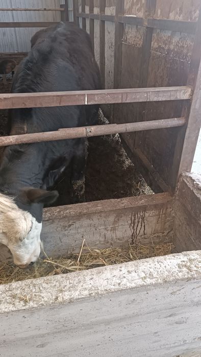 Продам 2 телечек