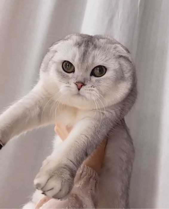 Вязка с котом