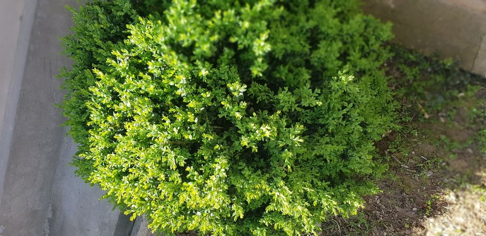 ShamshoD 4ta . 2tasi kotta