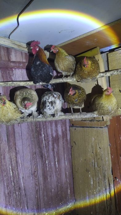 Карликовые куры яйцо 300 тг