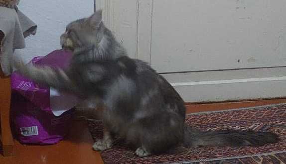 Пропал кот Мейн-кун