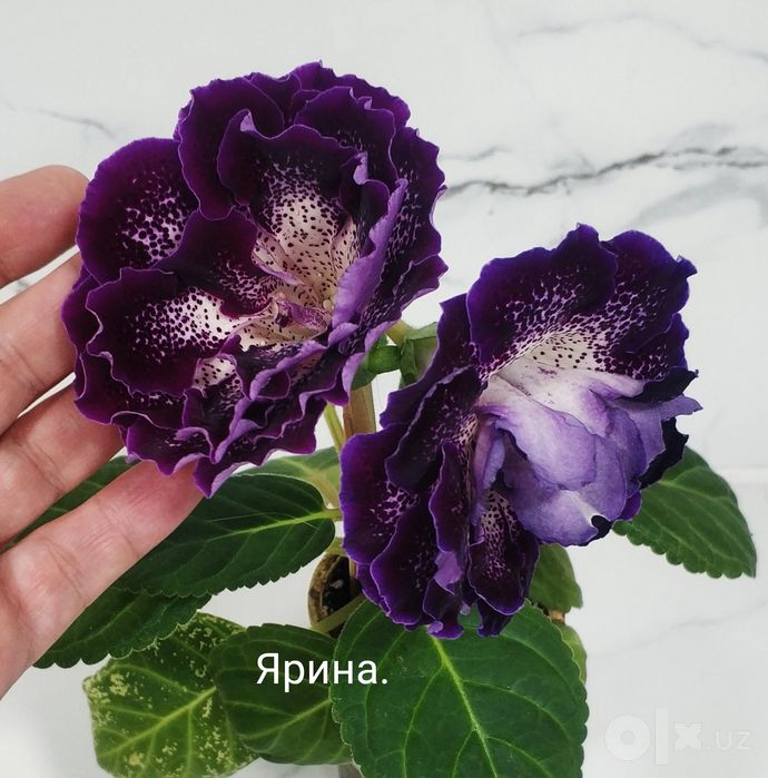Глоксинии в роспуске.