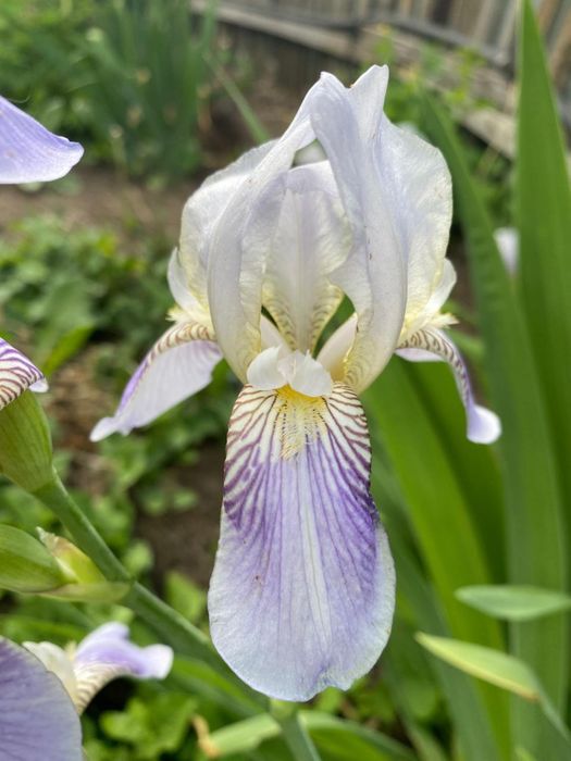 Продаю многолетние цветы Ирисы