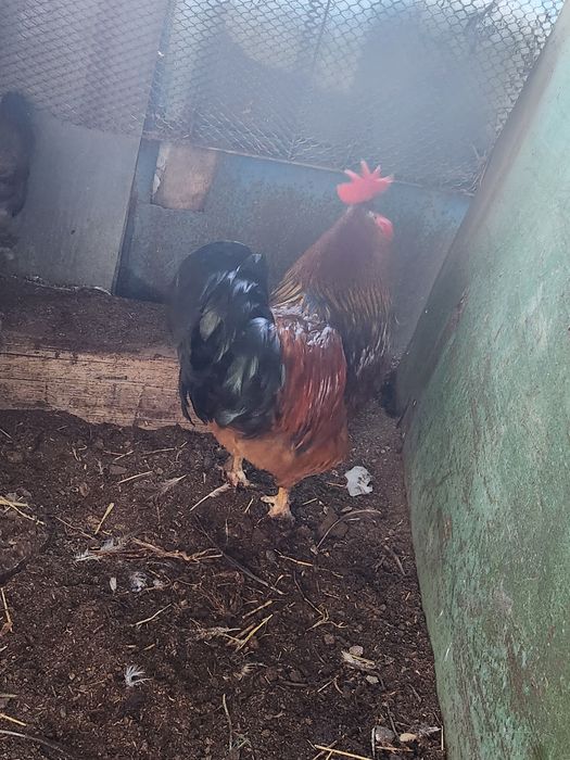 Продам петухов прошлогодних