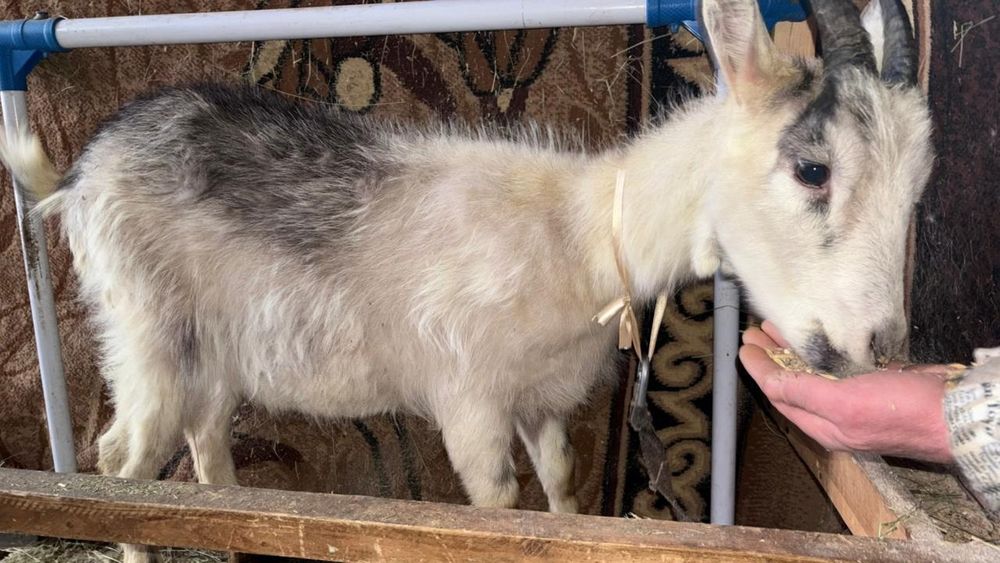 Продам молодых козочек