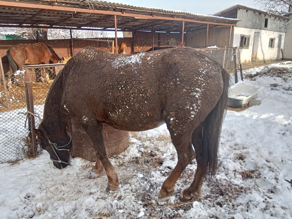 Бие сатылады семиз