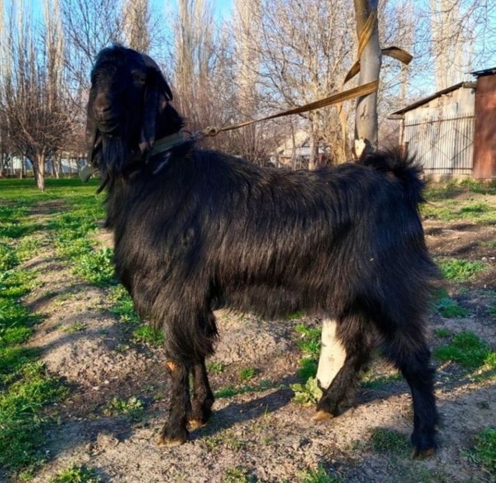 Индийский козёл Битал.