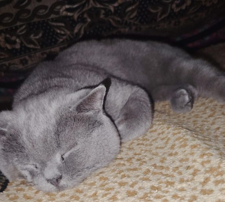 Вязкага гигант БРИТАНСКИЙ