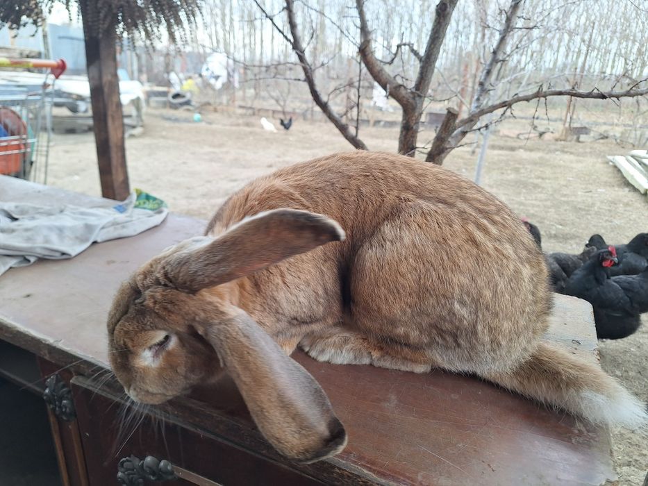 Iepure mascul 5,7 kg