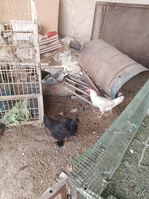 Turli turdagi tovuq va xoʻrozlar sotiladi