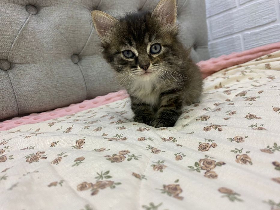 Отдам котëнка кошечка в хорошие руки
