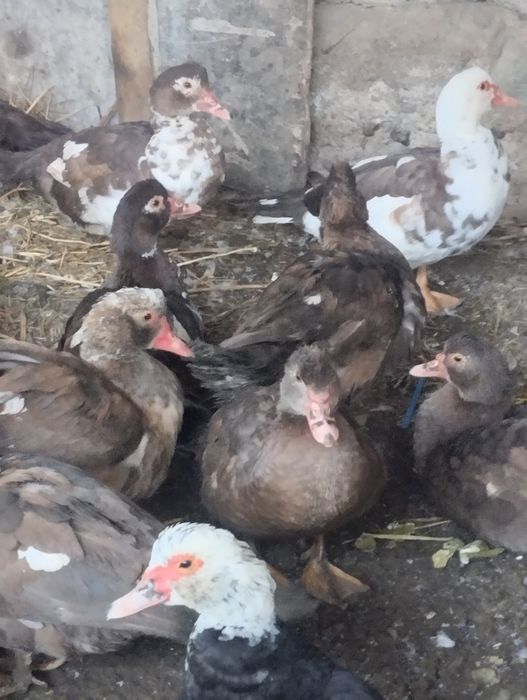 Утки Индаутки Продаются