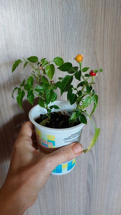 Продам цветы комнатные