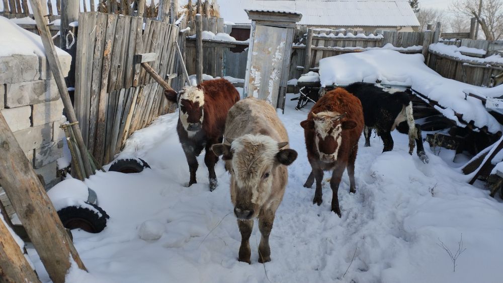 Продам 4 головы КРС