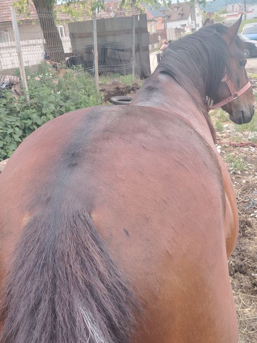 Armăsar 6 ani de vînzare sau schimb