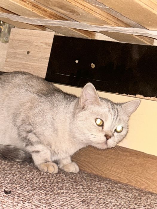 Котёнок,серебристый табби