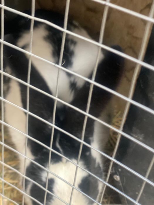 Кролики калифорния