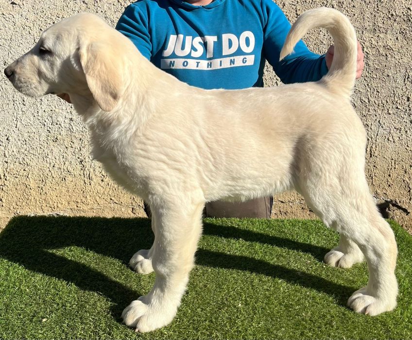 Ciobănesc de Asia Centrală