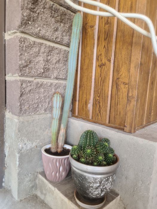 Кактус вместе с горошком