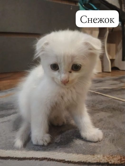 Отдам котят в добрые руки