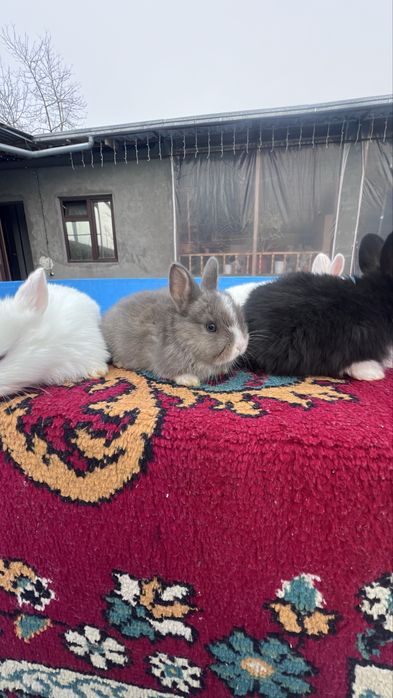 Кролики Дикоротивные