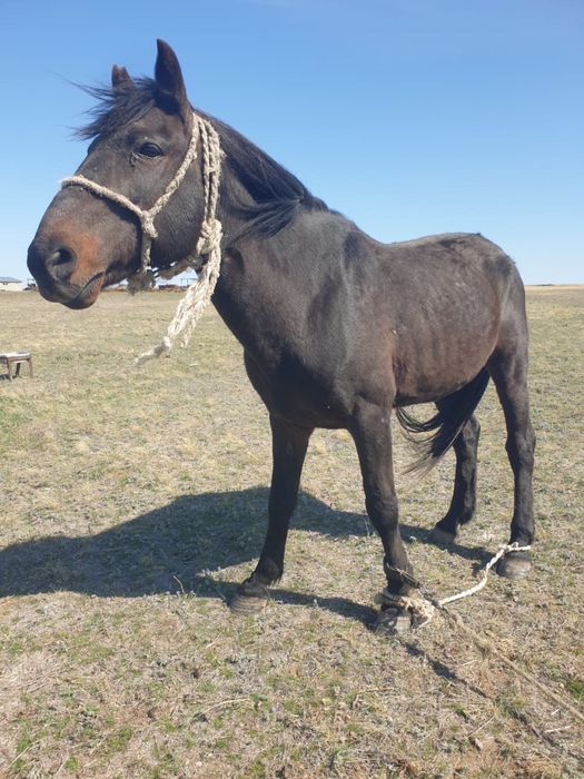 Айғыр сатылады қан ауыстыруға