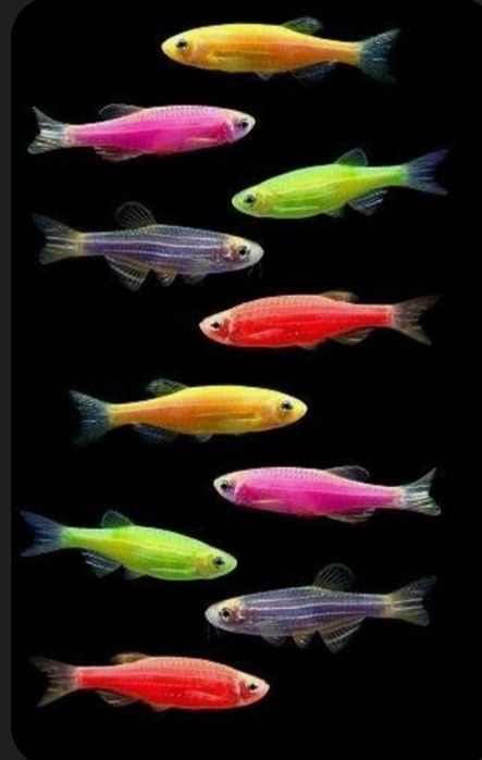 Аквариумные рыбки