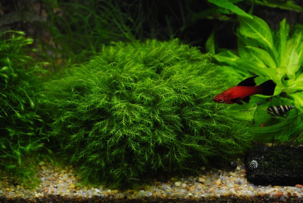 Продам мох Пламя