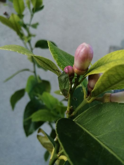 Vind lamii altoit întrat pe rod de 15 ani Are doi metri înălțime fruct