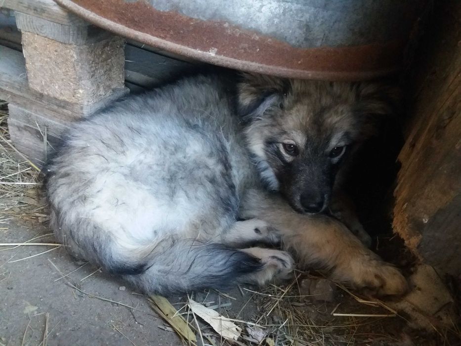 Дарю щенков во двор!