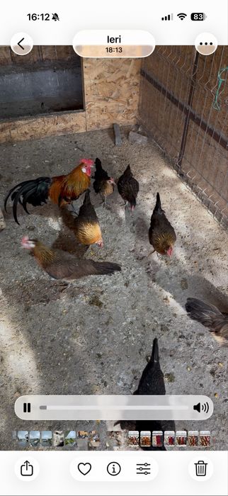 Vând familie de găini rasă Phoenix, formată din 1 cocoș și 2 găini, vârstă 6-12 luni, vaccinate, crescute la sol