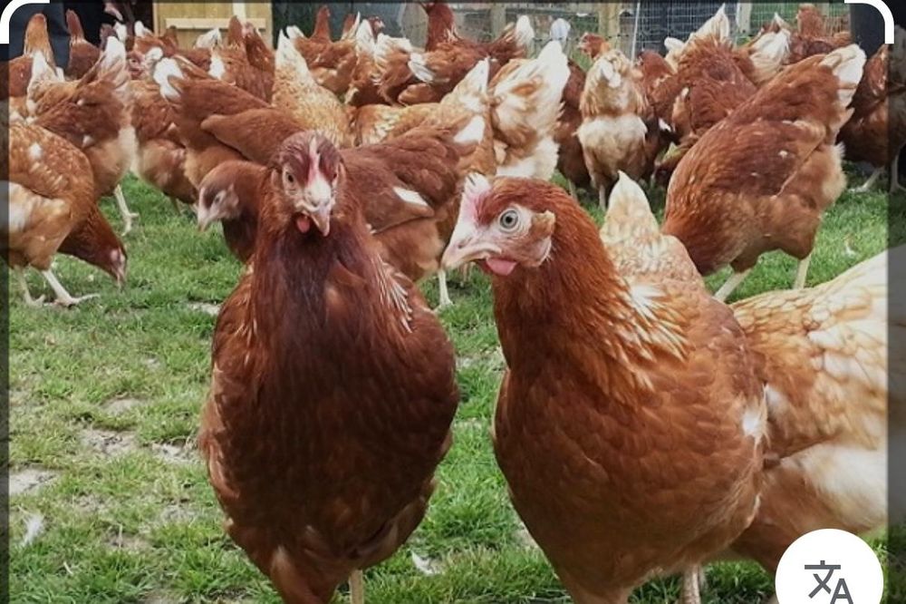 Тауык ломан браун