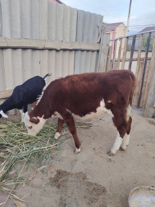 Баспақ сатылады 280 мың тг!!