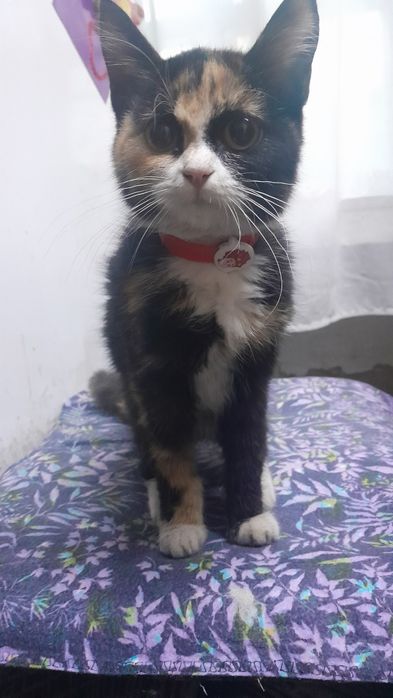 Нашли котёнка!!!