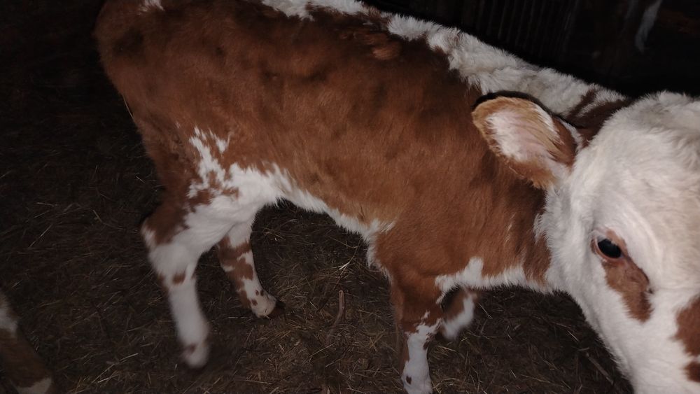 Продается телонок