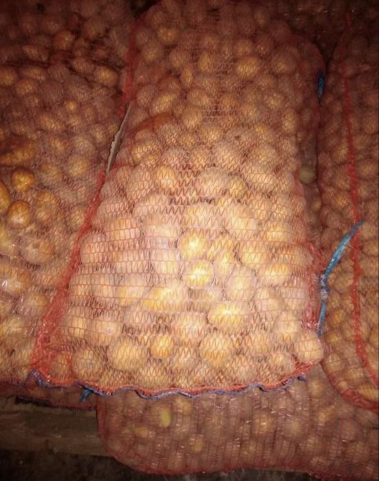 Семена картофеля раннего сорта «Джувел»