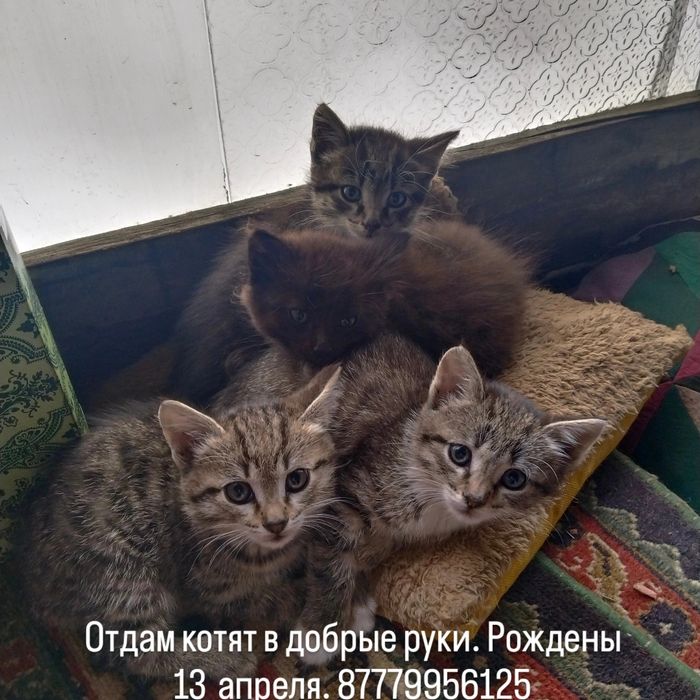 Отдам в добрые руки