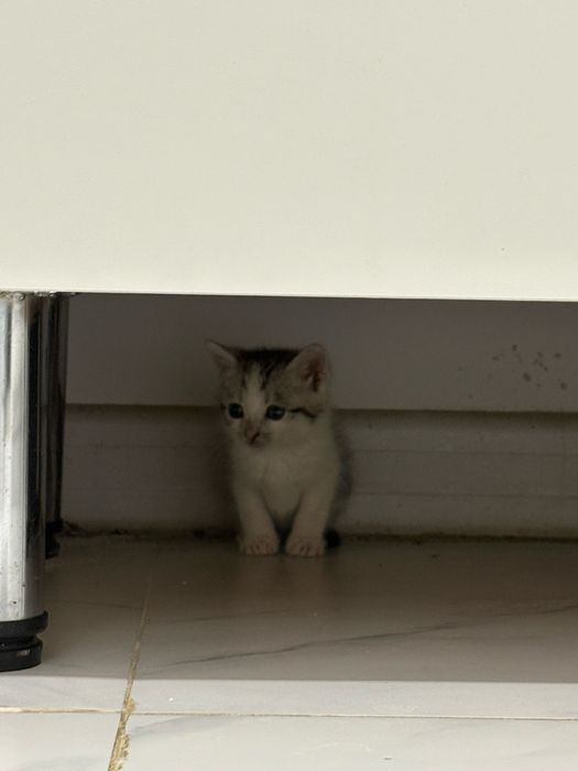 Кошка бесплатно