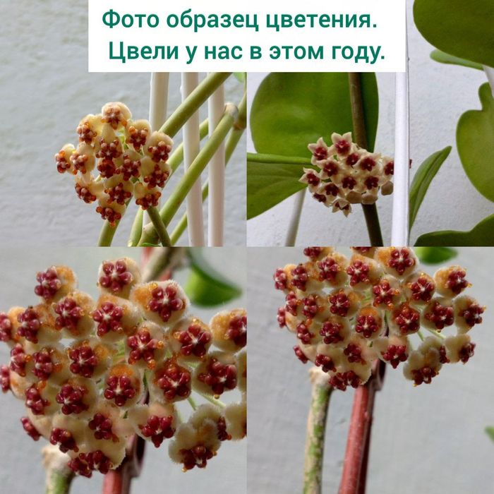 Хойя Керри («зеленое сердце» или «валентинка»). Экзотические цветы