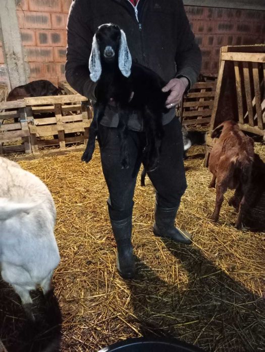 Țapi anglo nubieni originali