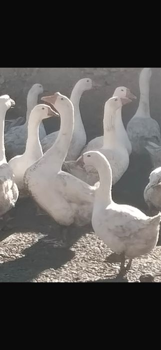 Гуси тушка       .