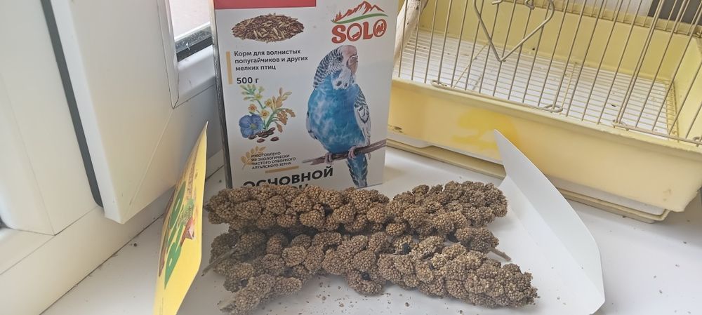 Попугай очень ручной и милый