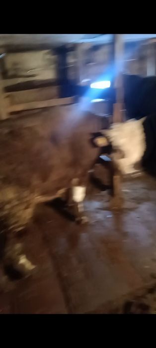 Продам бычков годовалых